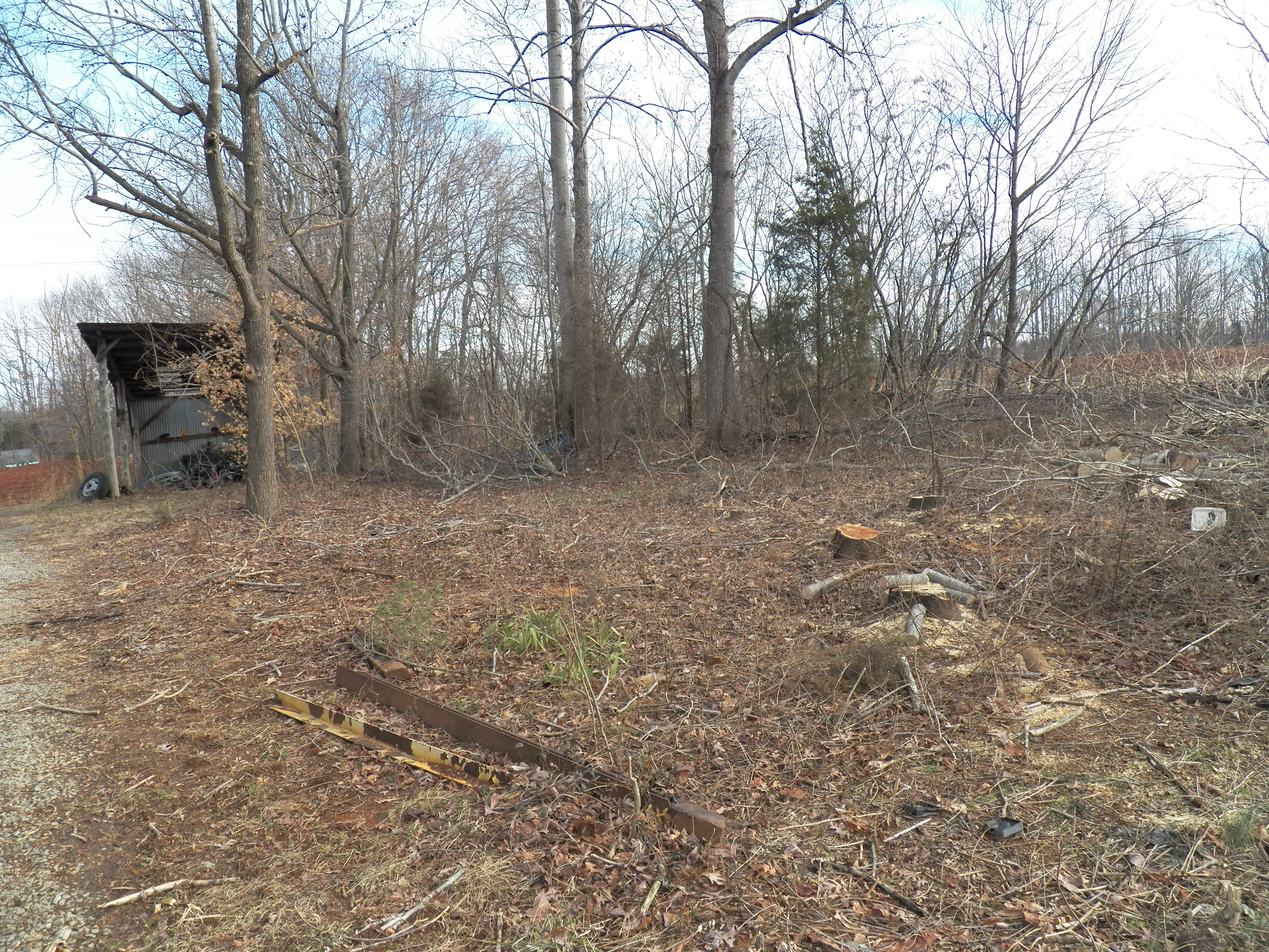 We began clearing the brush in January, after winter set in and the foliage died back.