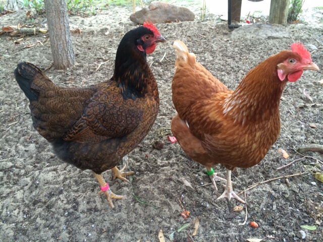 We have two Barnevelders (left) and three ISA Browns (right)