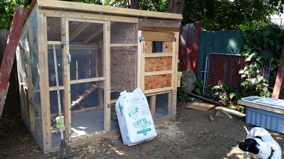Weekend 4:  Finally finished!  And a good thing too!  The chicks are almost 2 months and too big for brooder.  Needs some paint and roof protection, but livable.