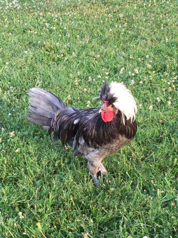 Welcoming a new member to our flock and his name is Einstein!