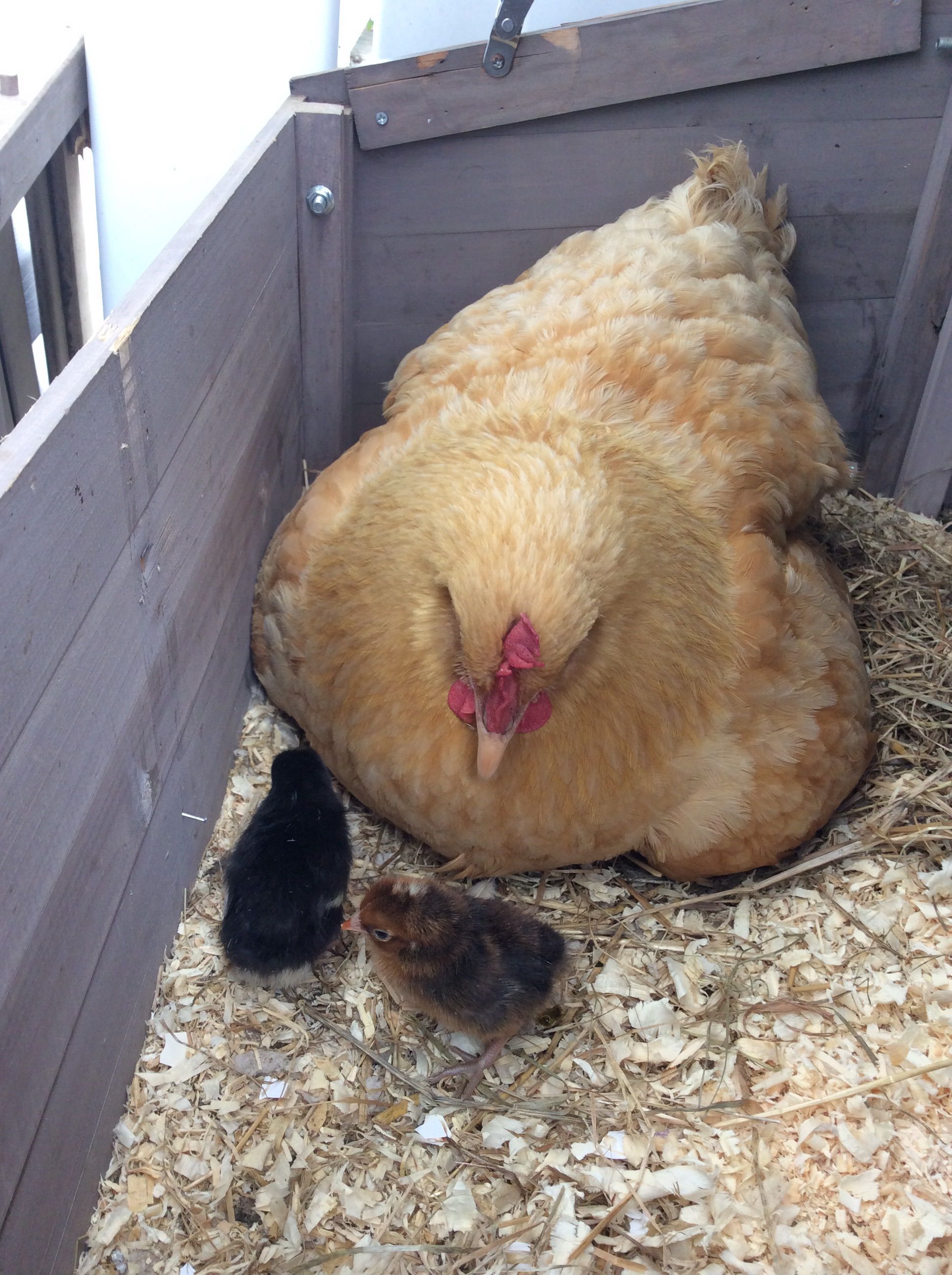 When my buff Orpington hen hatched 2 bantam babies :)