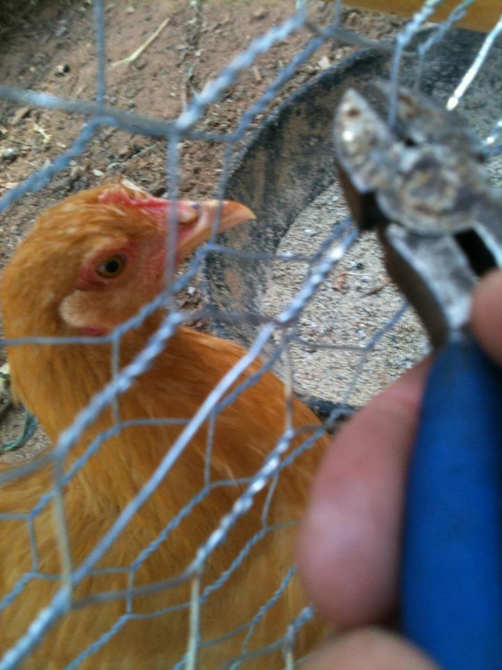 While doing the coop addition Rosie was my right hand man!