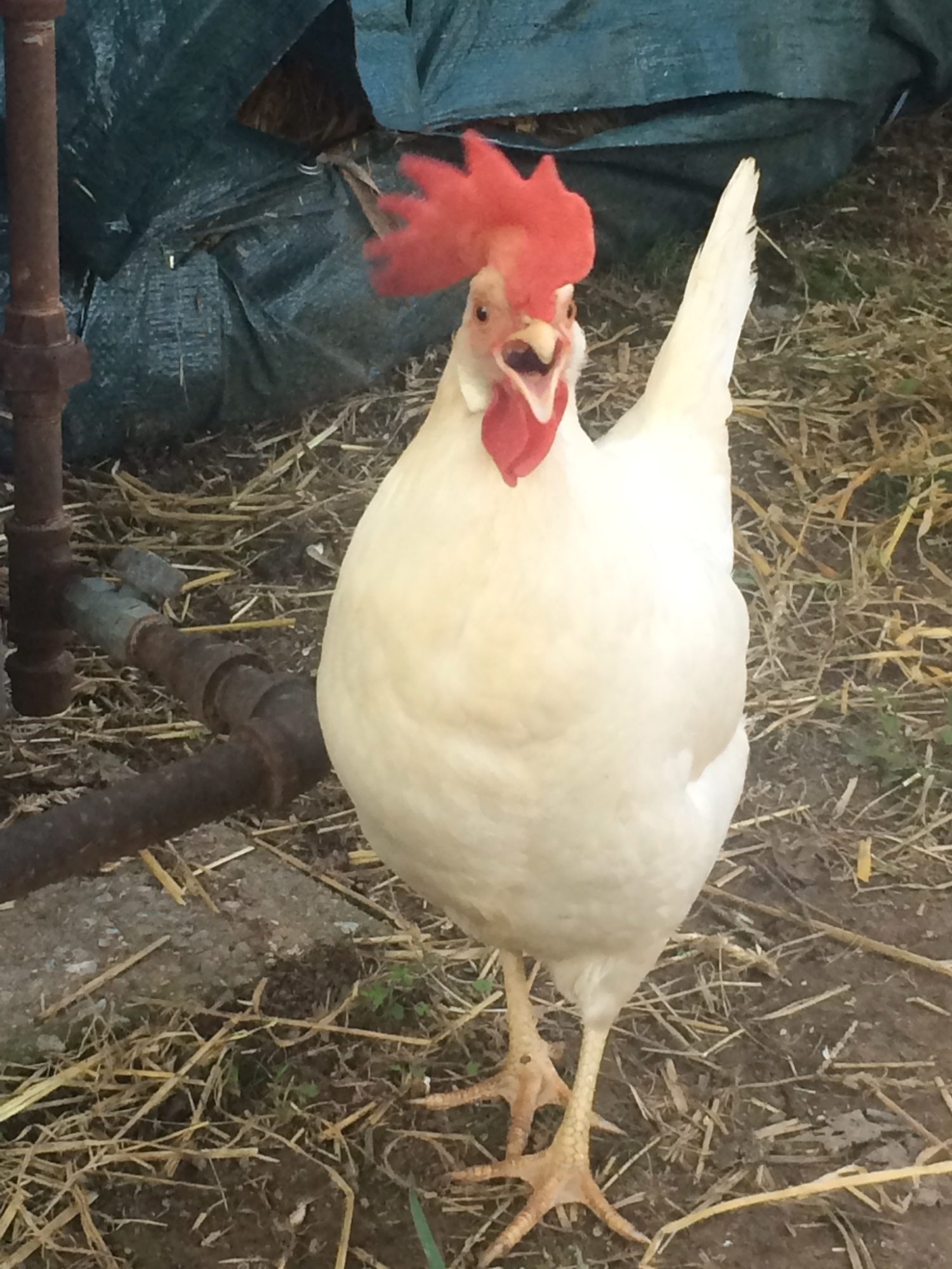 White Leghorn - Lucille
White eggs
Fearless of dog and cat. Perches on top of coop. Feed and scraps hog. 
Very personable and working on her asylum.