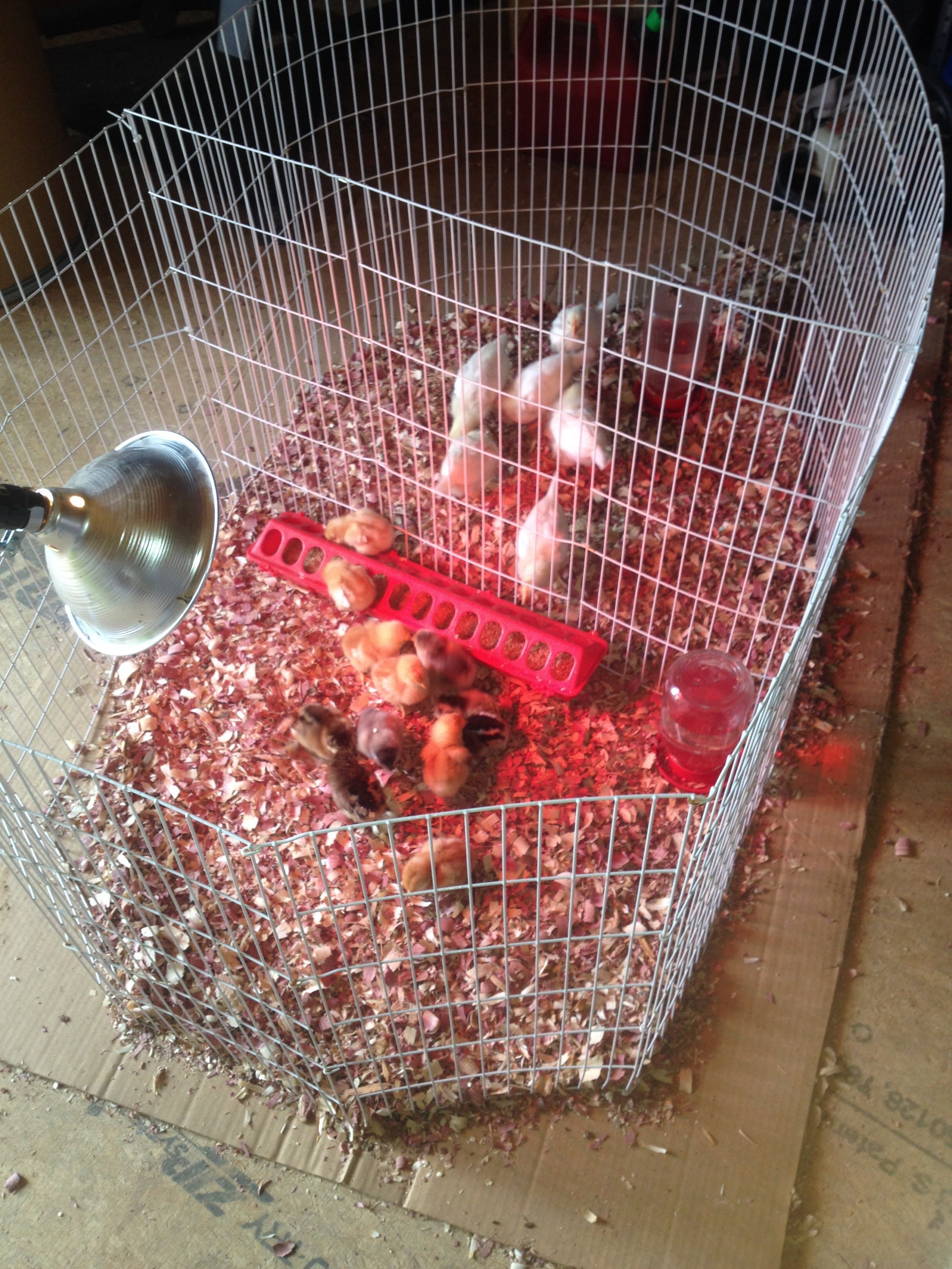 White Rock chicks 4 weeks old Americannas 3 days old Red Sussex 3 days old