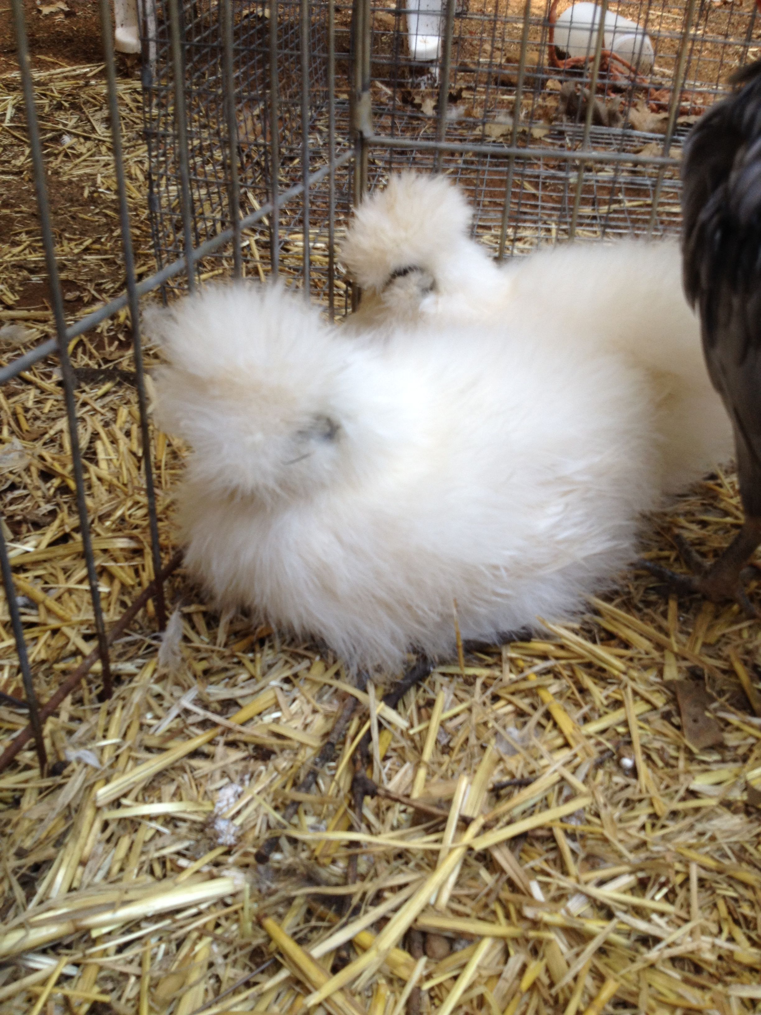 White Silkie 1 (foreground) and White Silkie 2 (background)