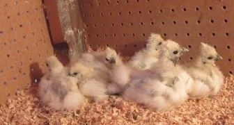 White silkie chicks in the cabinet brooder.