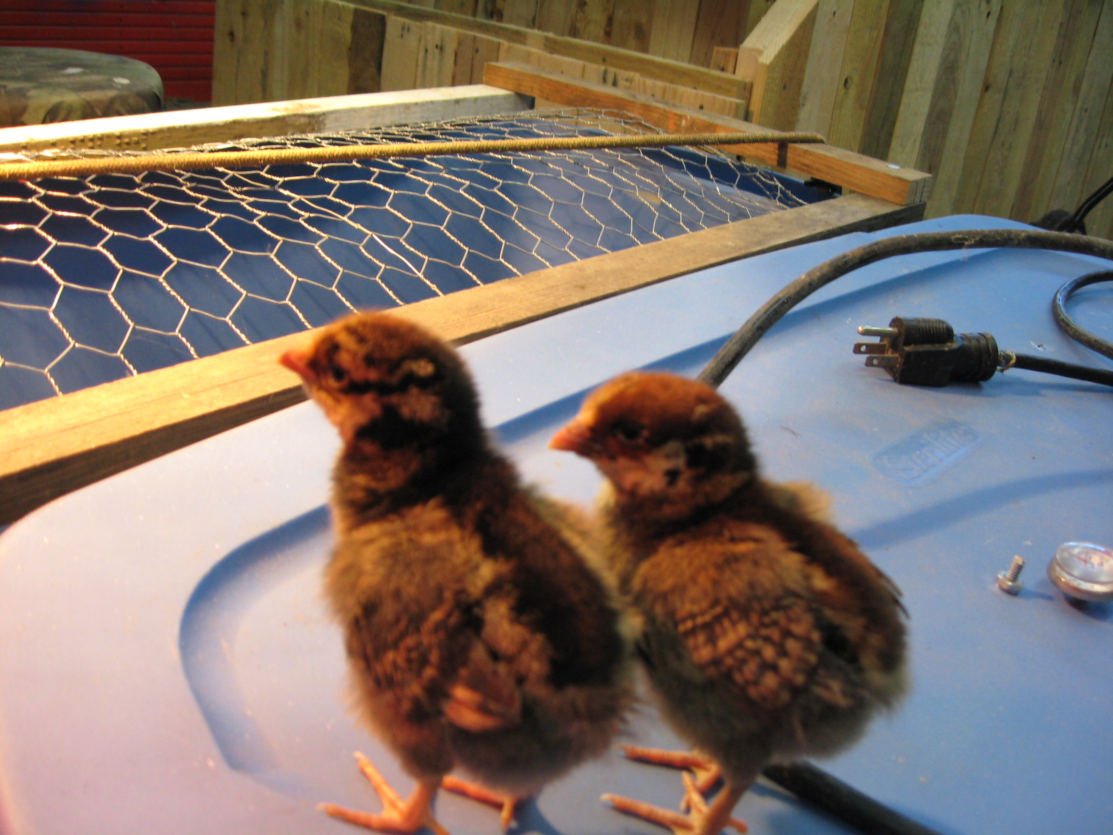 Wilma and Winifred Wyandotte- Golden Laced Wyandottes,hatched March 28th