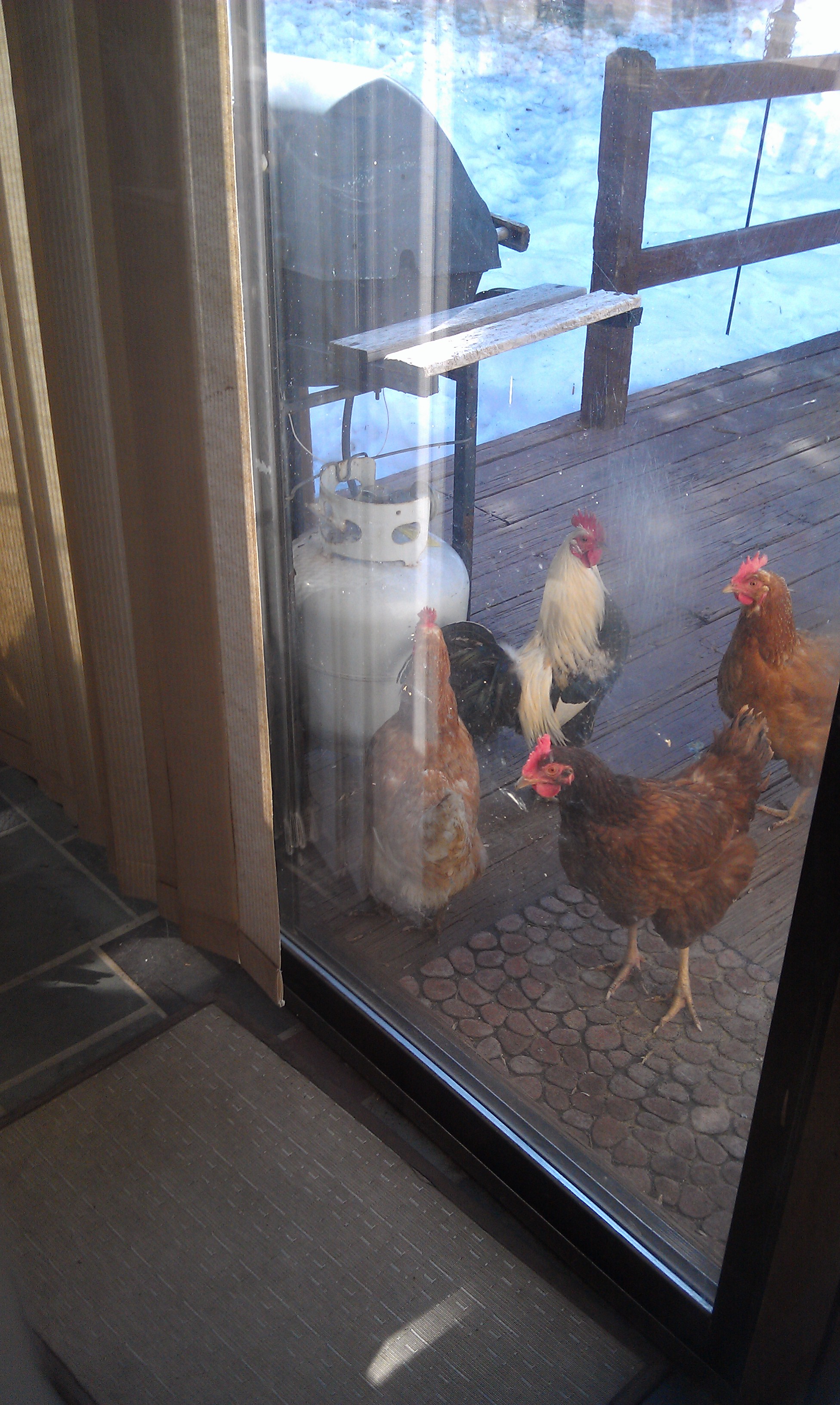 Winter 2014. Hey! Can we come in?! I smell bacon!!