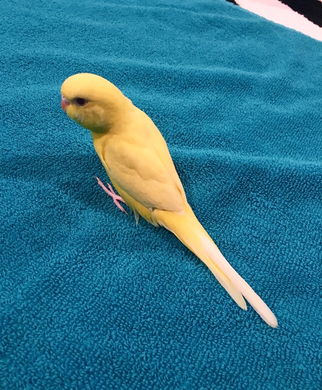 Yellow's first day (No name yet)