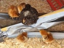 yes the ducky did well teaching these chicks to watch and protect and keep them warm!