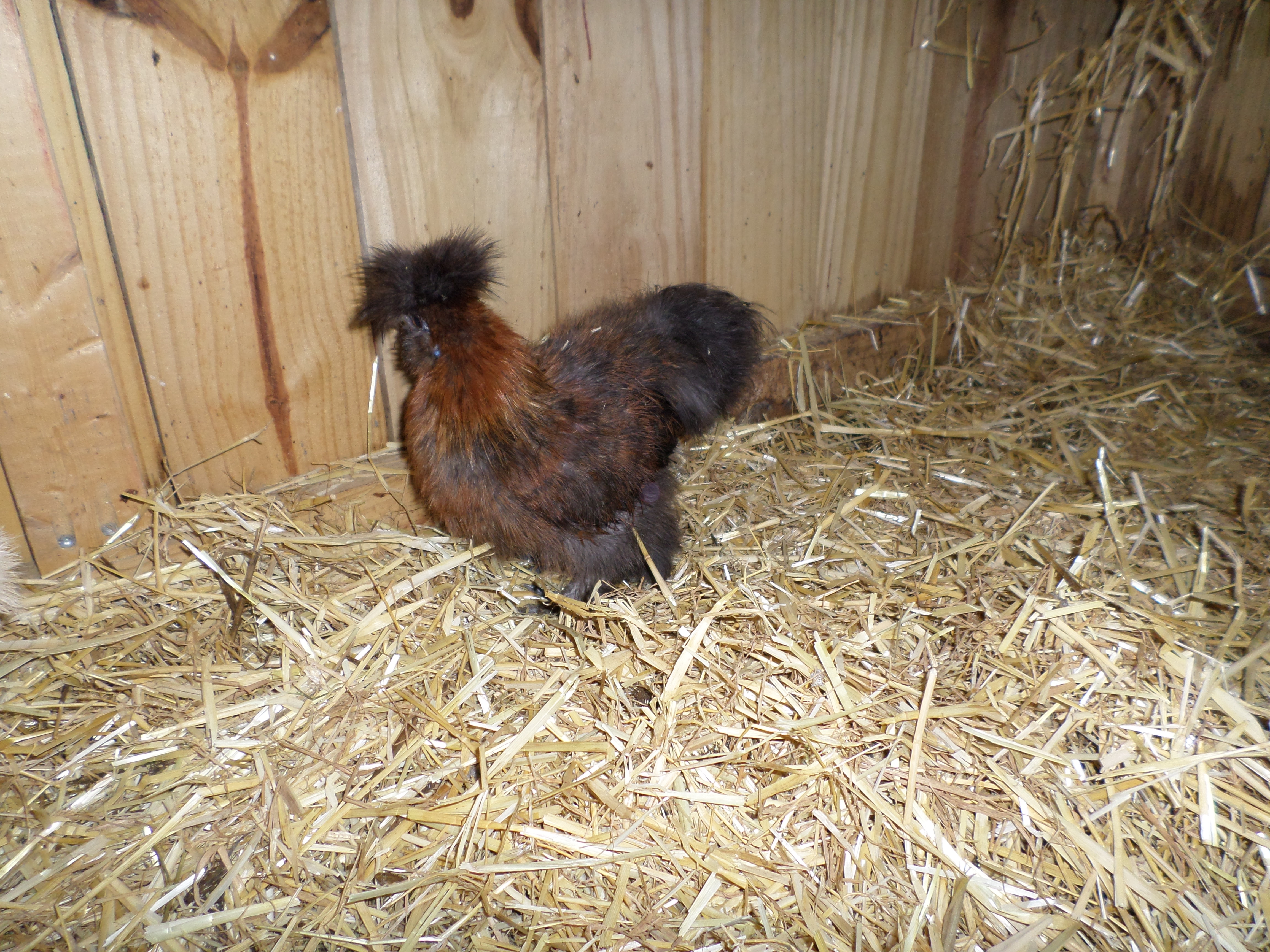 young Silkie hen