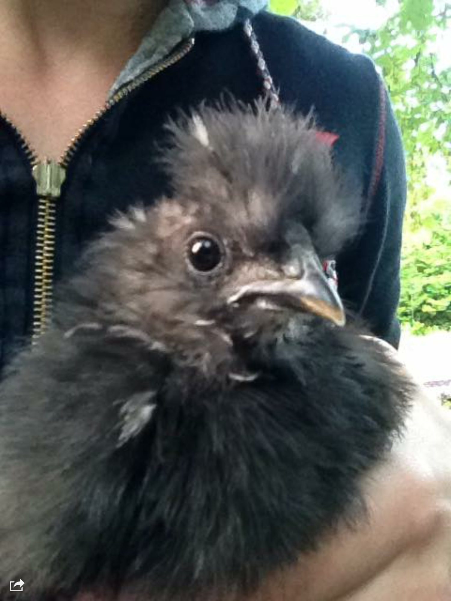 Youngest girl of the coop.  Hatched 4/31/2015