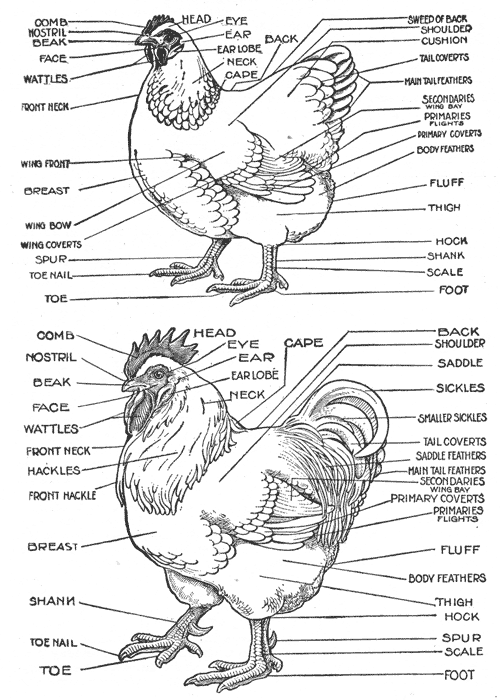 Chicken Diagram And Anatomy Of A Chicken - Pictures And Labels 