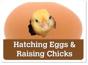 Hatching Eggs & Raising Chickens
