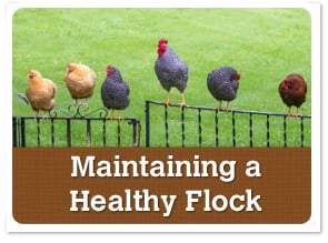 Maintaining A Healthy Flock