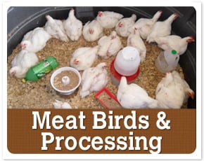 Meat Birds & Processing