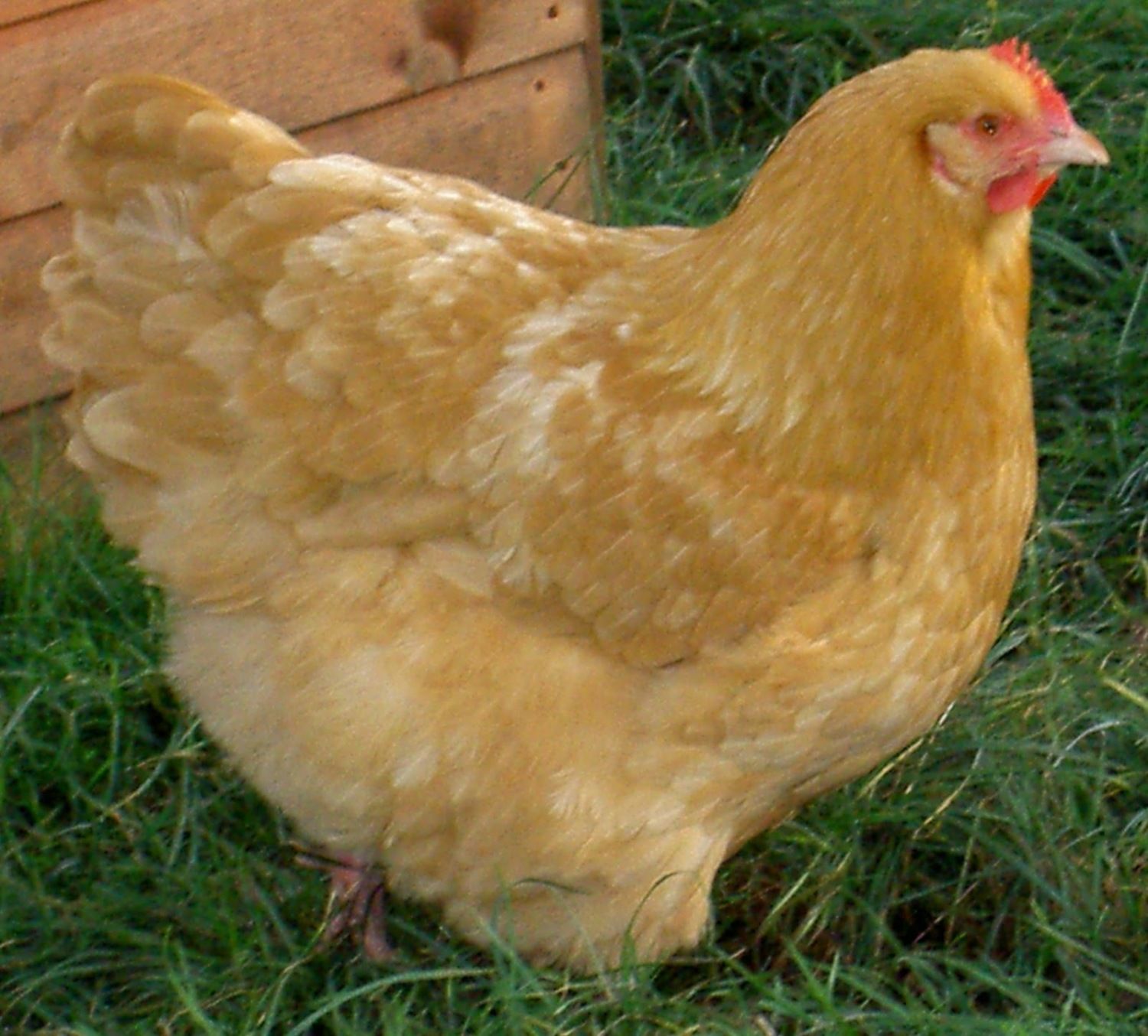 Buff Orpington, Perth, Western Australia Breeder?