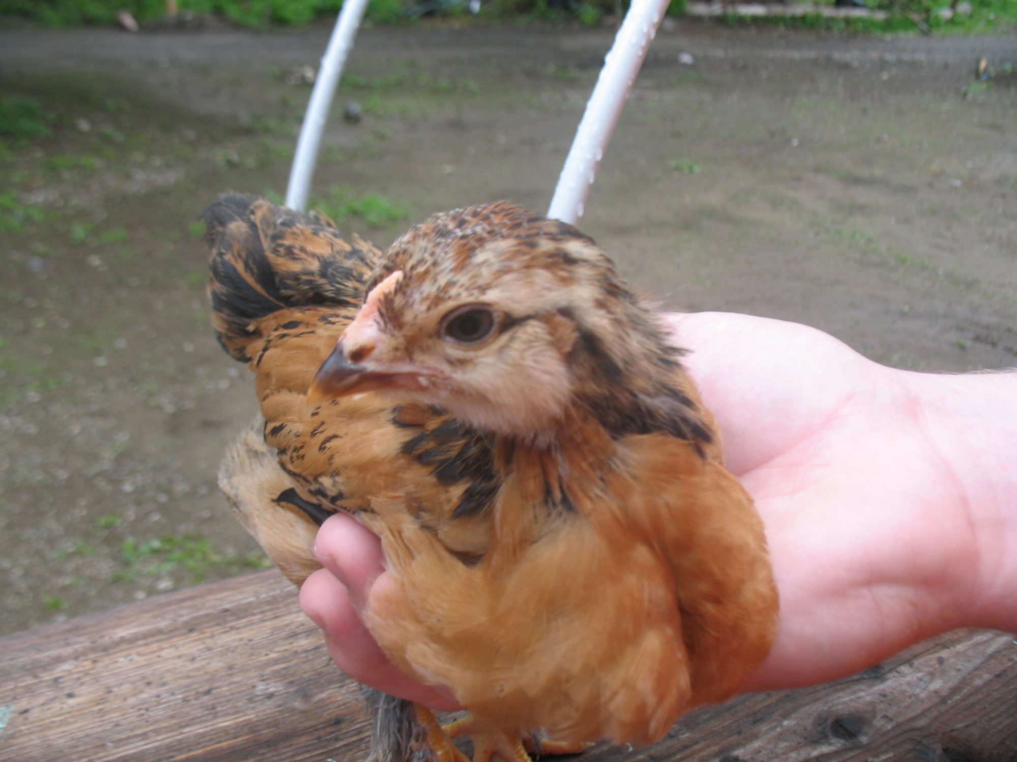 Ameraucana pullet or cockerel?