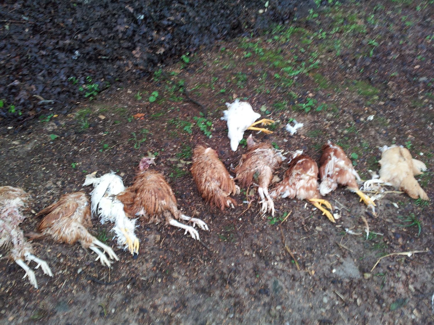 A predator got into my first chickens coop. All of my Buff ...