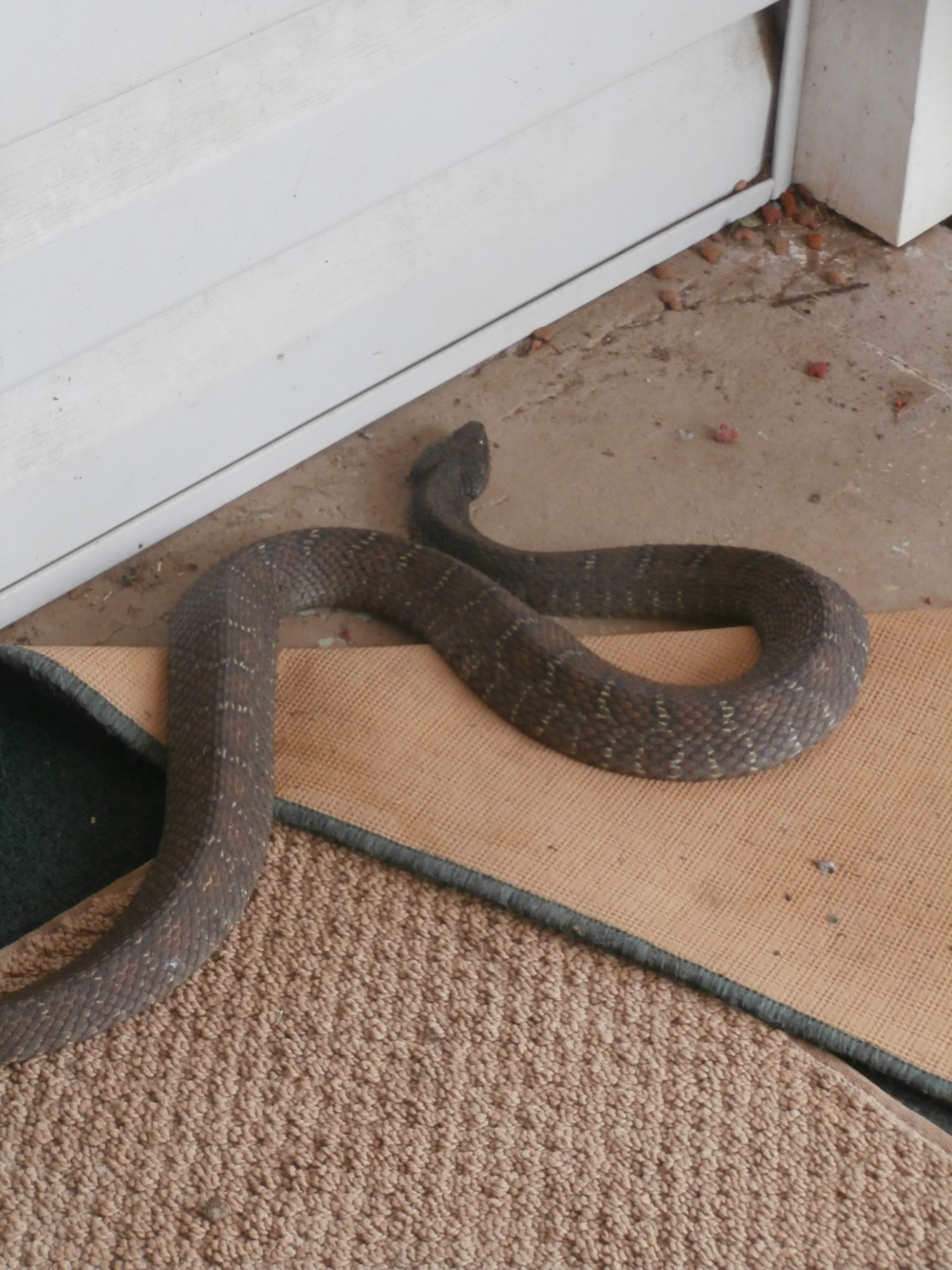 will mothballs get rid of snakes