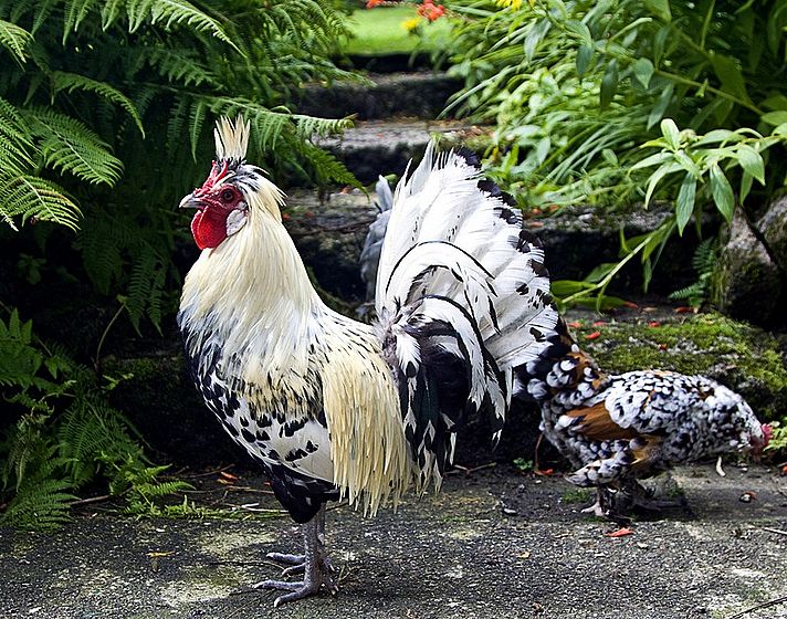 Unknown Chicken Breed (Scottish?)