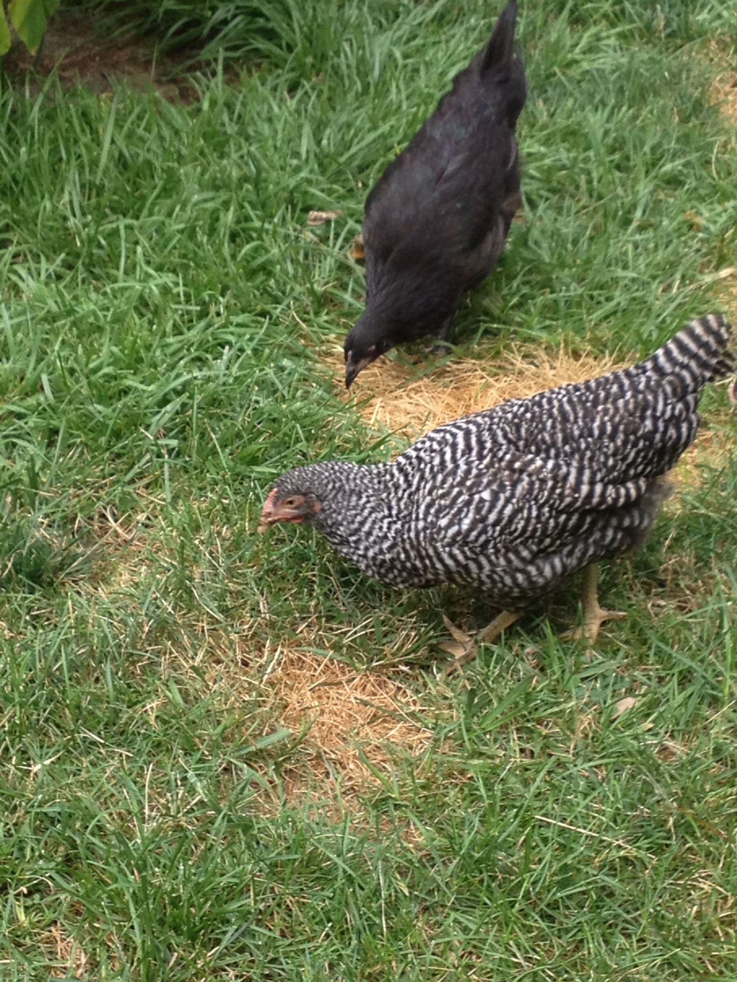 Awesome Chicken names