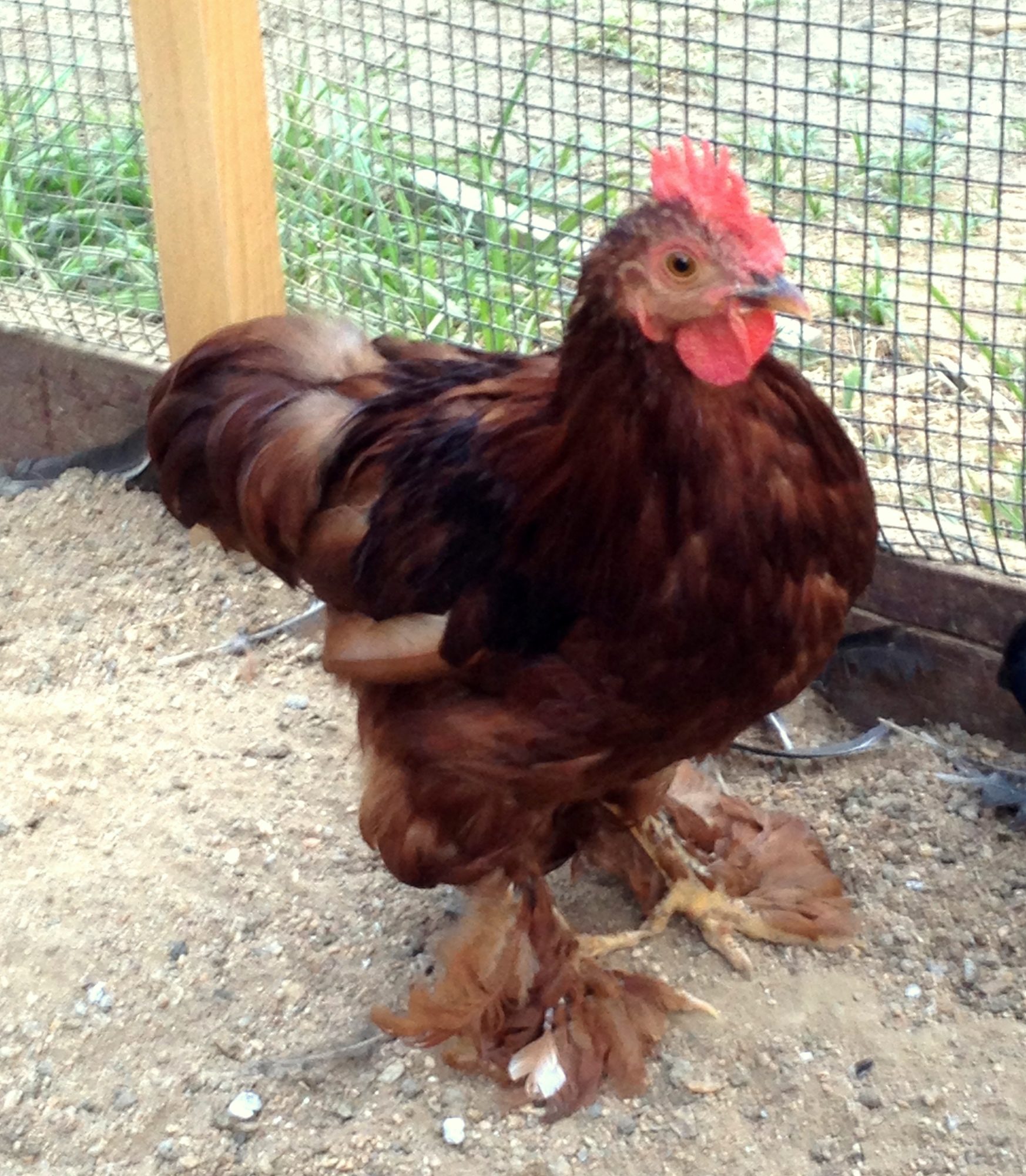 Red Cochin Bantam Rooster needs new home in Los Angeles area.