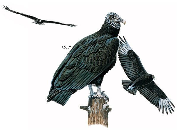 How do you compare a buzzard vs. a vulture?