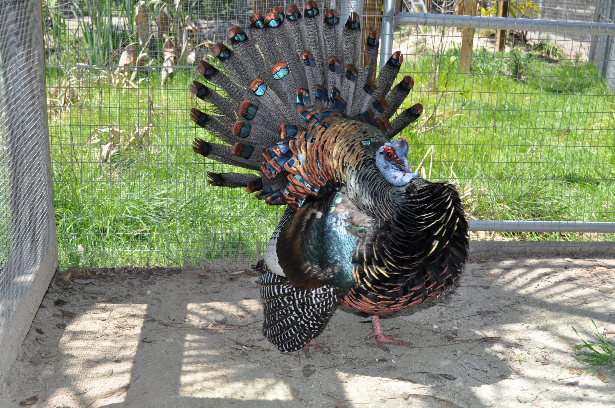 Ocellated Turkeys