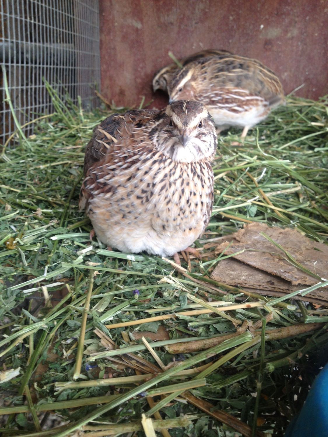 Quail Color Chart 