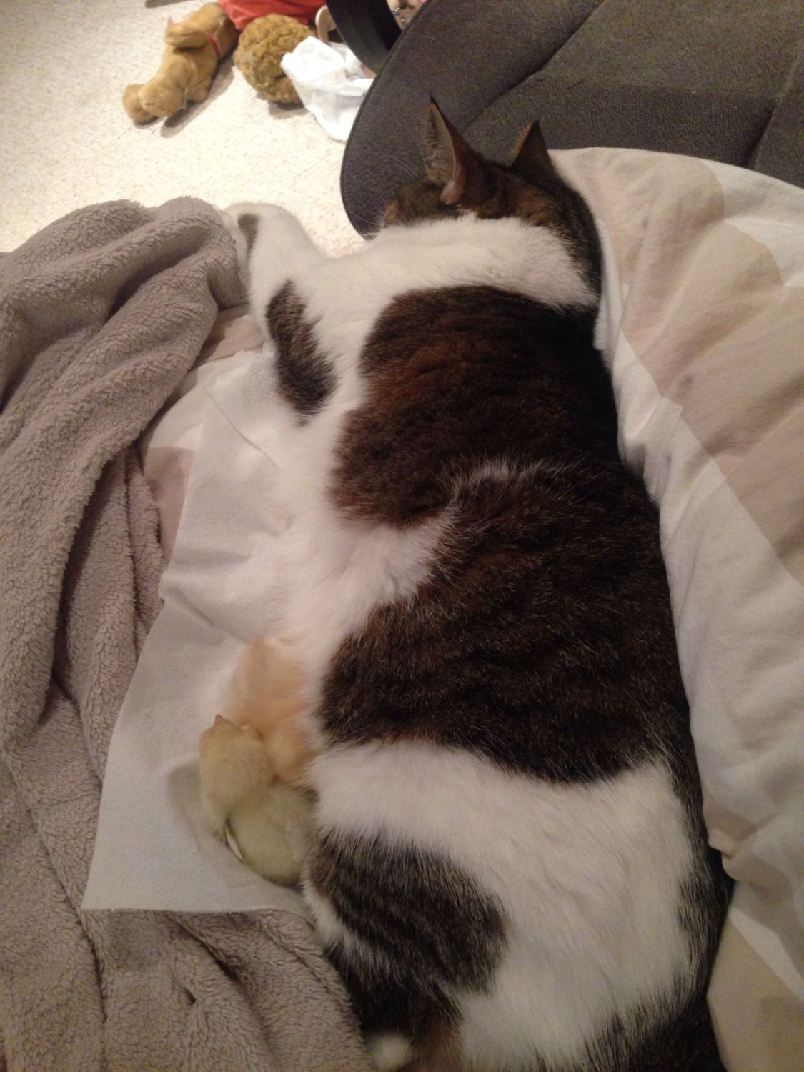 do-cats-eat-chickens