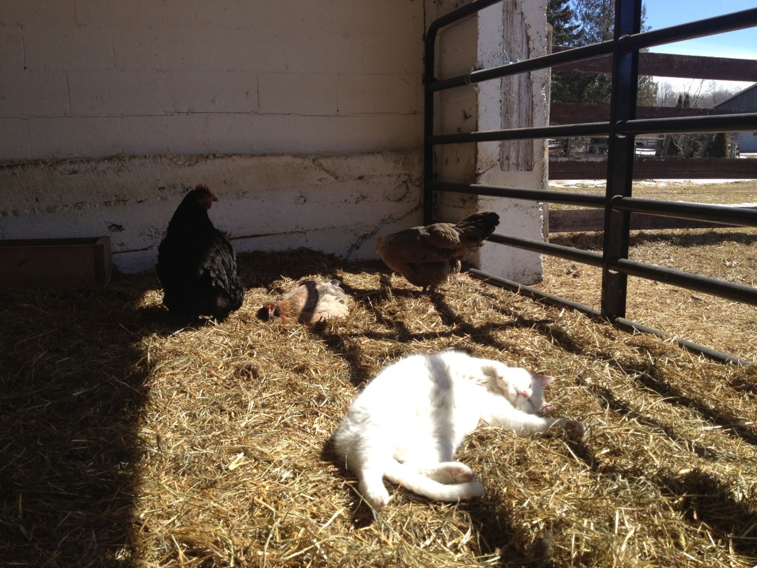 do-cats-eat-chickens