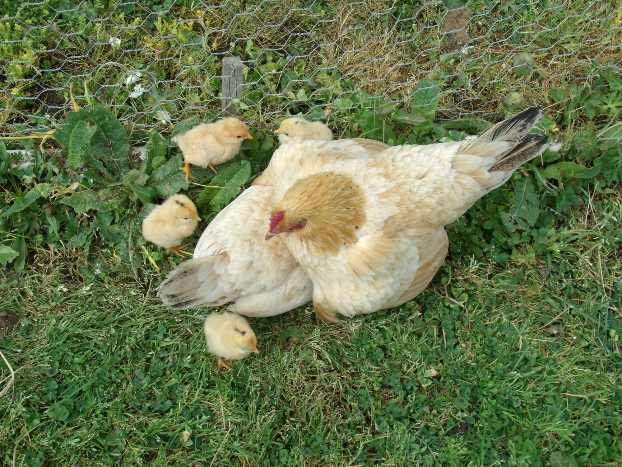 Where can I order Nankin Bantams chickens?