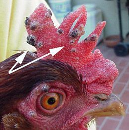 pox chickens avian chicken fowl treat comb backyardchickens rooster beak growth spots hen diseases wattle birds pale droopy disease under