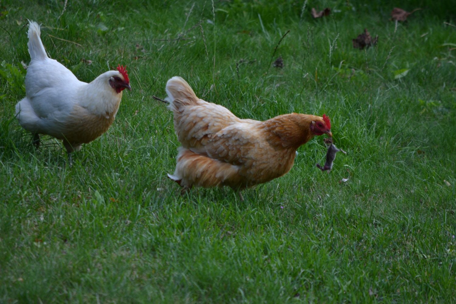 omg-my-chickens-ate-mice-help