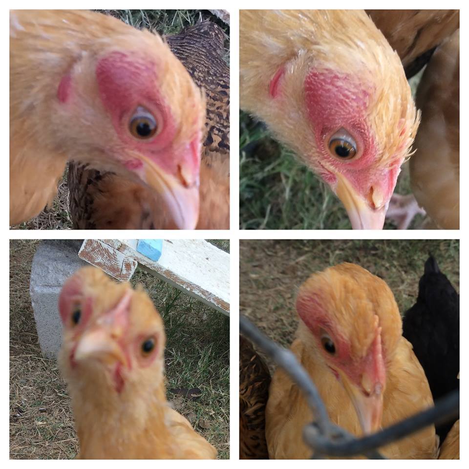 BUMP ON CHICKENS HEAD