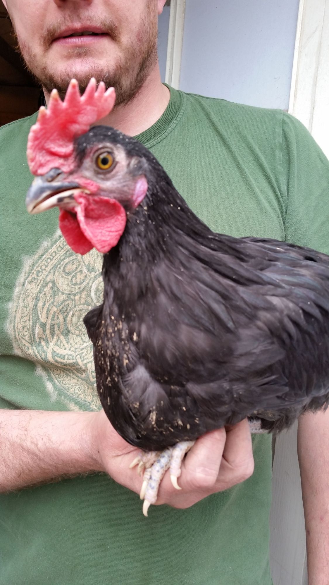AYAM CEMANI - Pure Black chicken, inside and out!