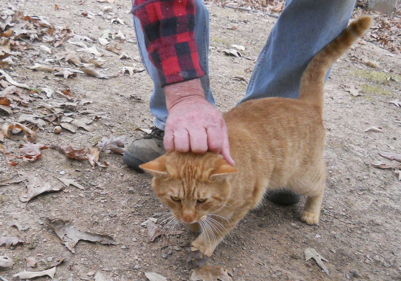 Ivermectin use in cats? - Page 2