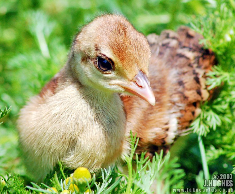 Breeding, Hatching and Raising Peafowl - BackYard Chickens Community