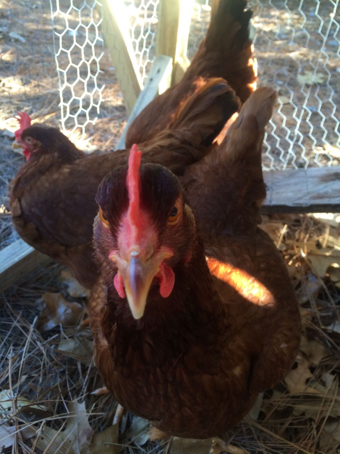 Top 5 Backyard Chicken Breeds