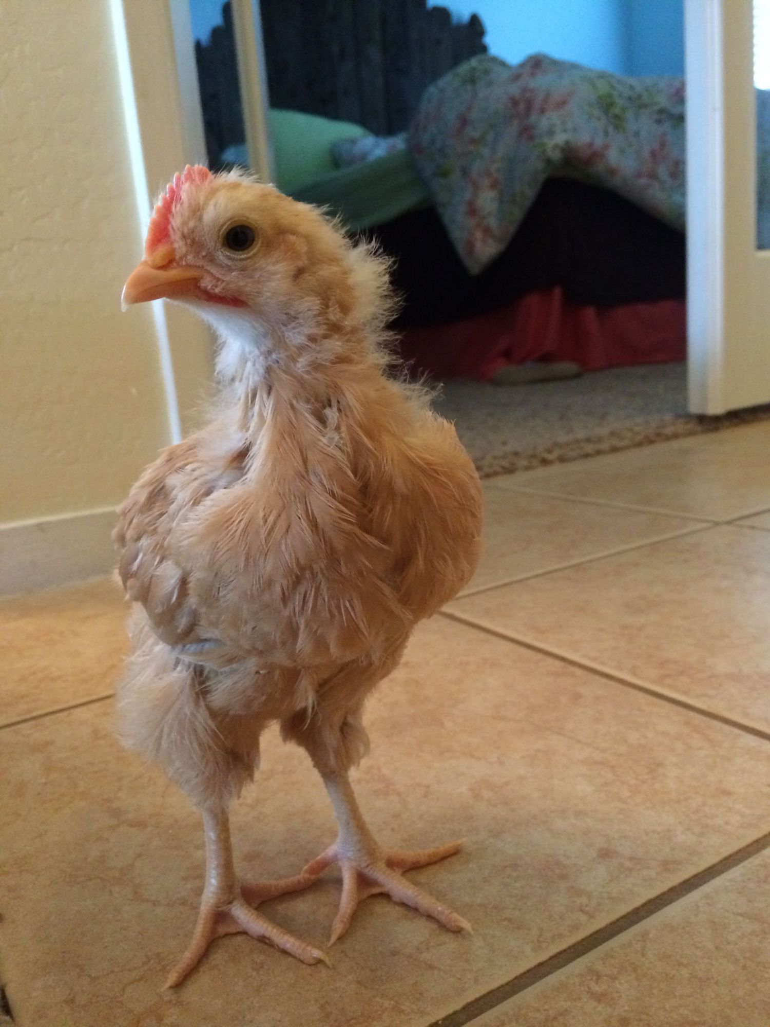 Buff Orpington, Male or Female? (pic heavy)