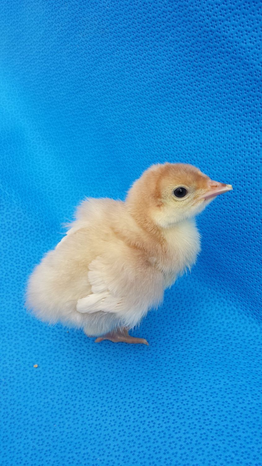 Beltsville Small White Turkey Page 2