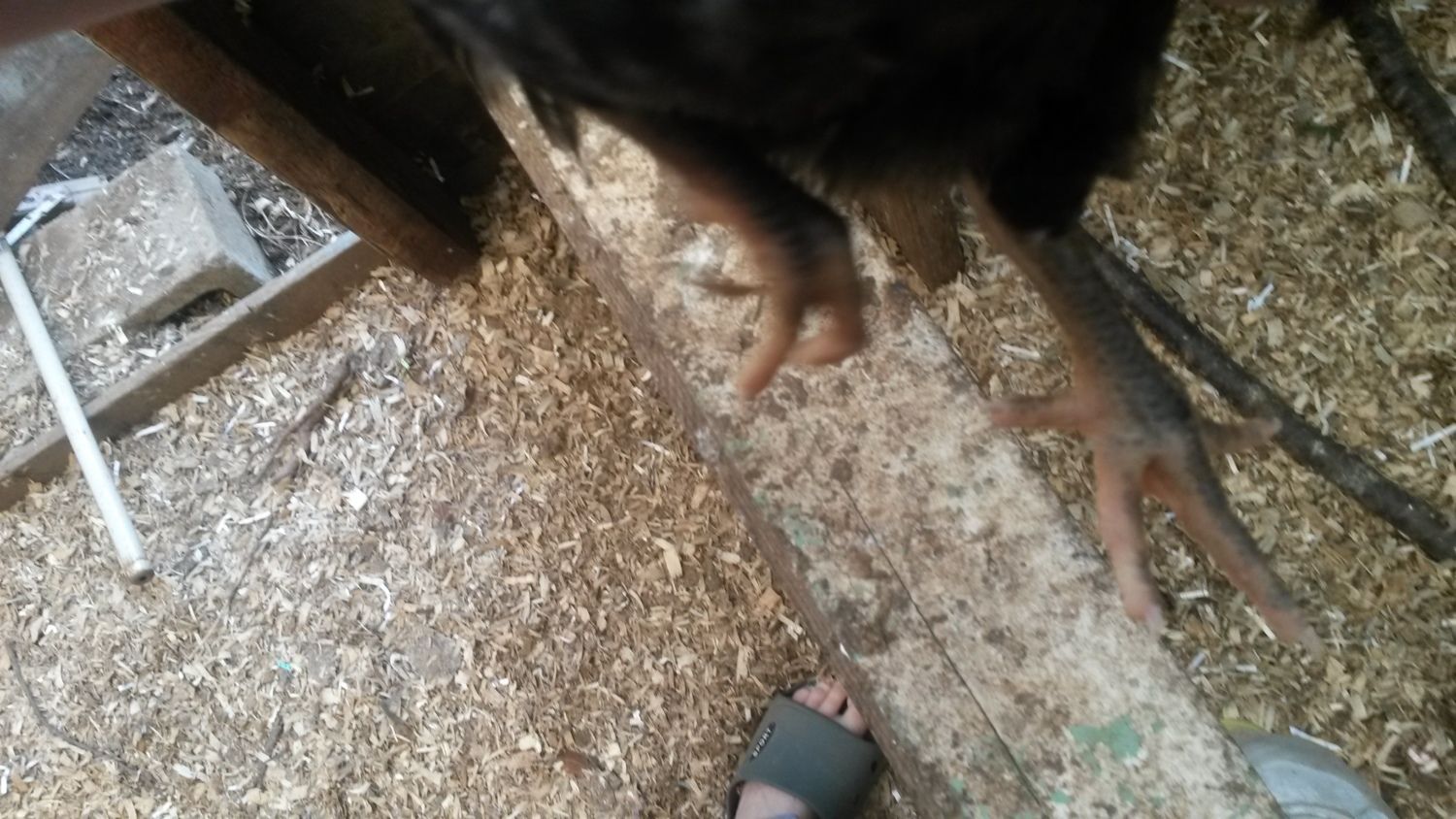 Black Sex Link Pullets 58