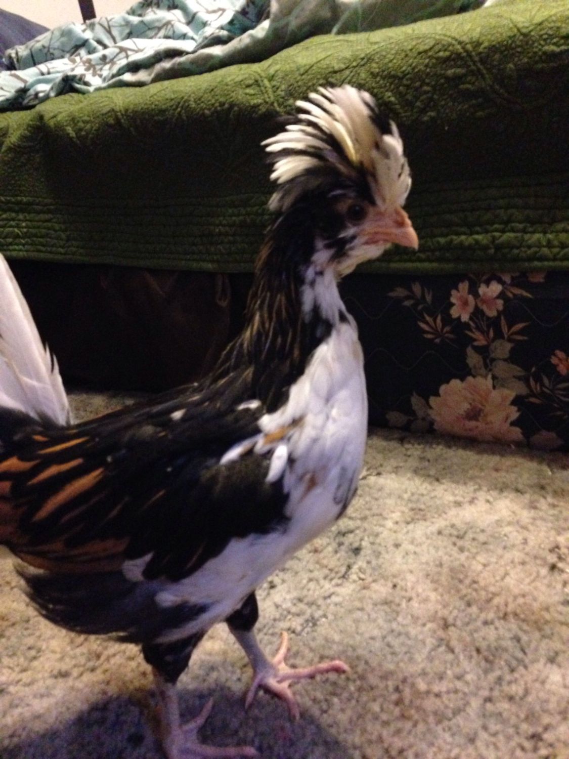 How do i sell roosters on craigslist.