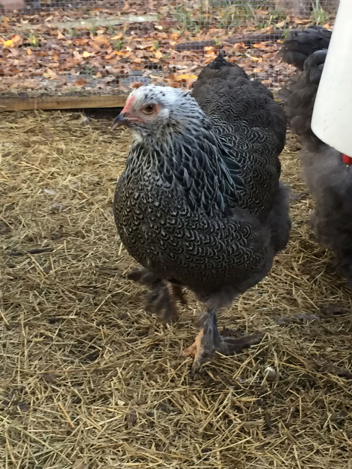 15 Chickens Mixed Breeds 28 weeks No Eggs Suggestions?