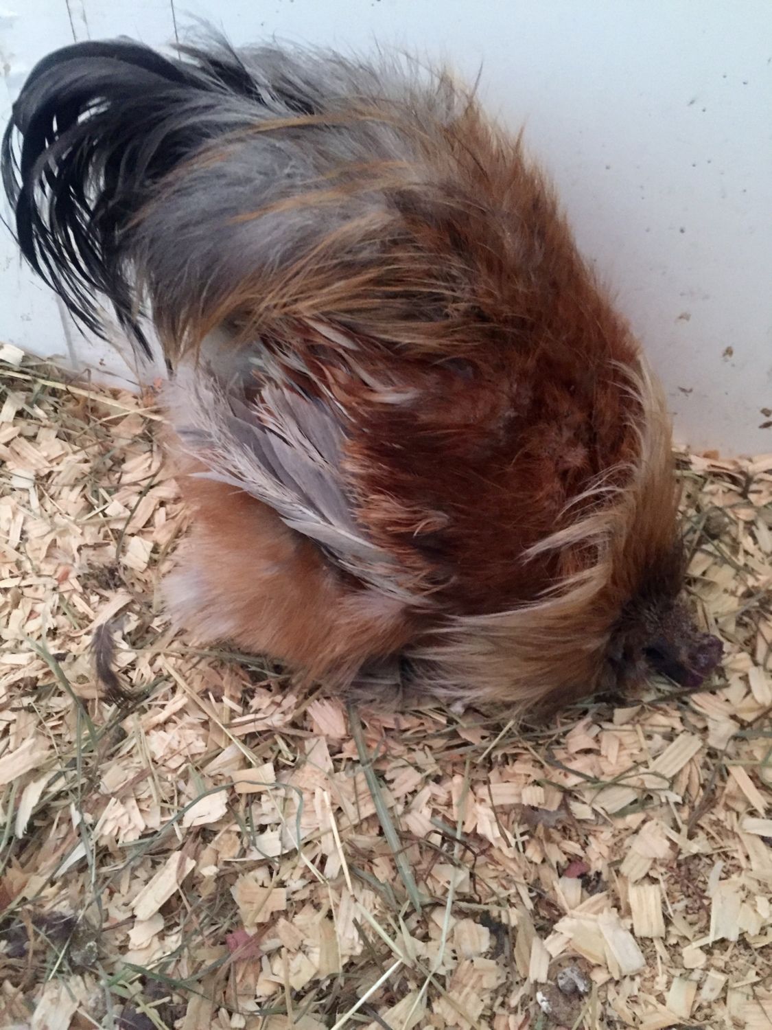Rooster Keeps Head Down - What's Wrong?