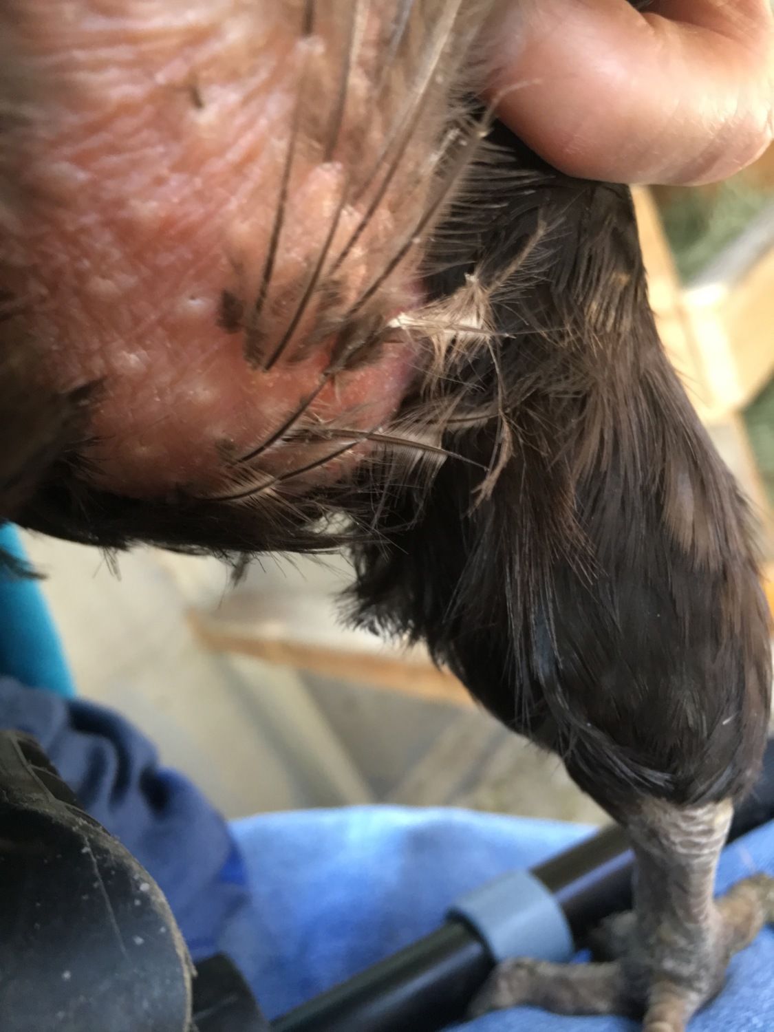 Balding on front of neck under chin