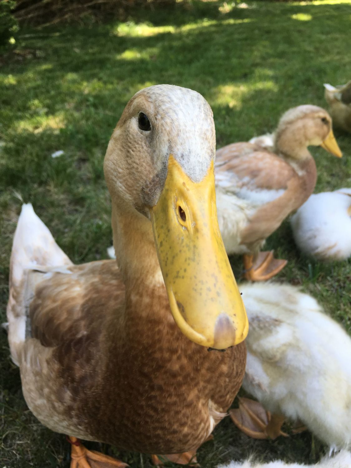 duck beak dinosaur
