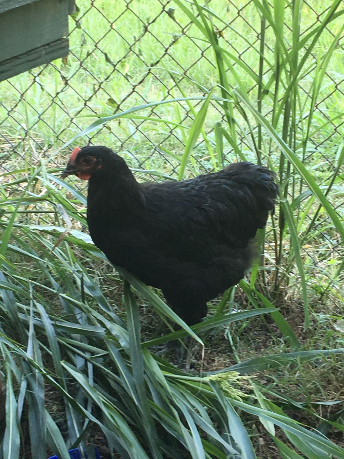Jersey Giant? pullet or cockerel