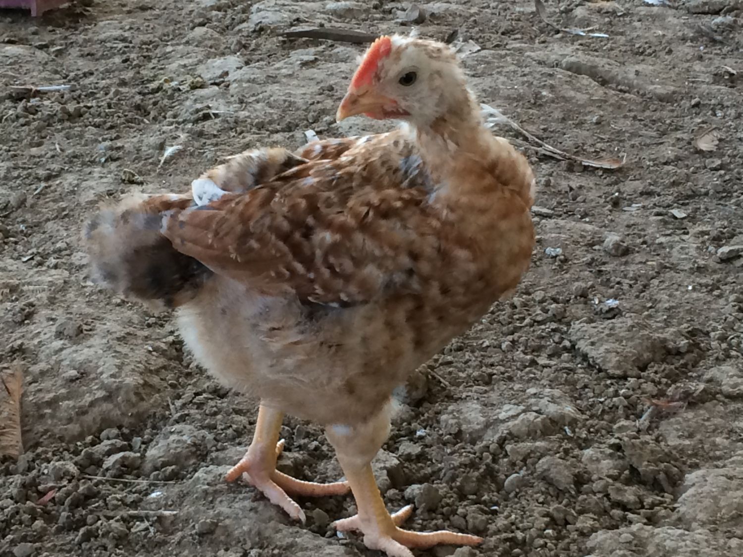 Barred Rock Rooster Rhode Island Red Hen